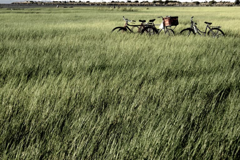 Foto: Eliel Freitas Jr - Lic. Creative Commons