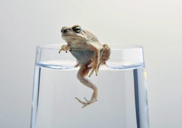 Foto: Tahir Al Shabibi - Lic. Creative Commons